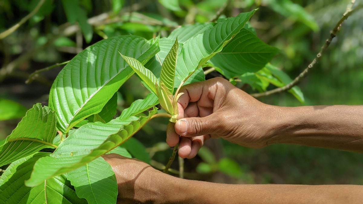 types of kratom